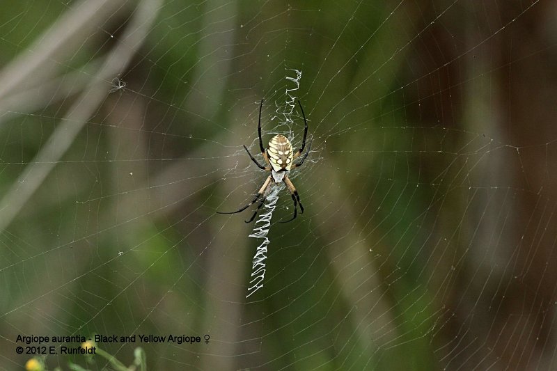 15 Sept-OrbSpider.jpg